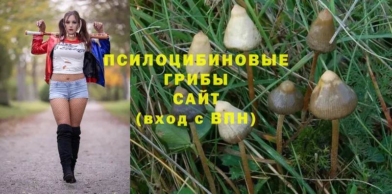 Галлюциногенные грибы MAGIC MUSHROOMS  Волчанск 